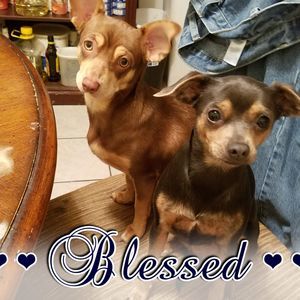 Meet your Posher, Jani